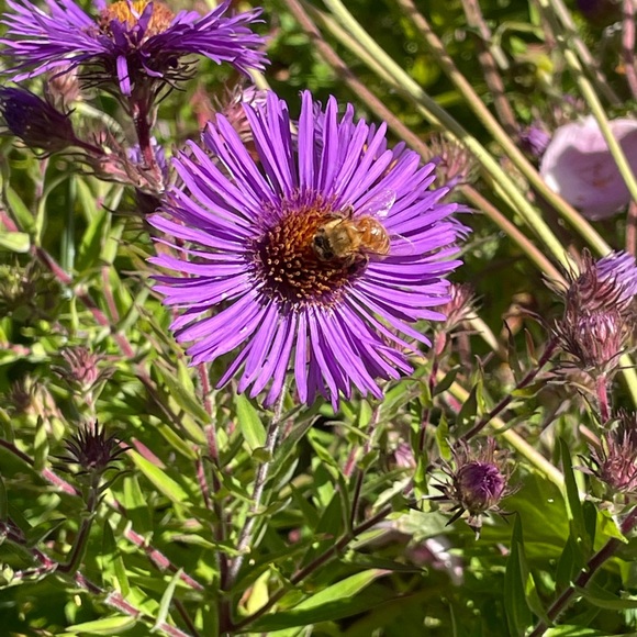 Forever Fern - Take a look at all the amazing items in this closet collection! - Picture 8 of 14